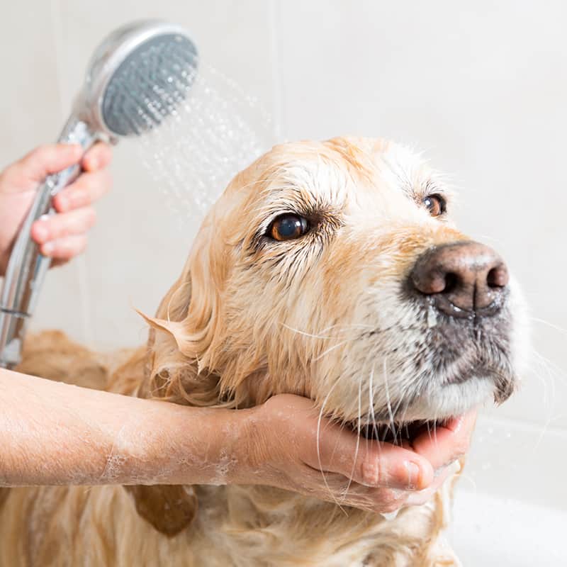 wash and bath dog groom hastings st leonards